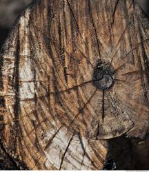 Photo Textures of Wood